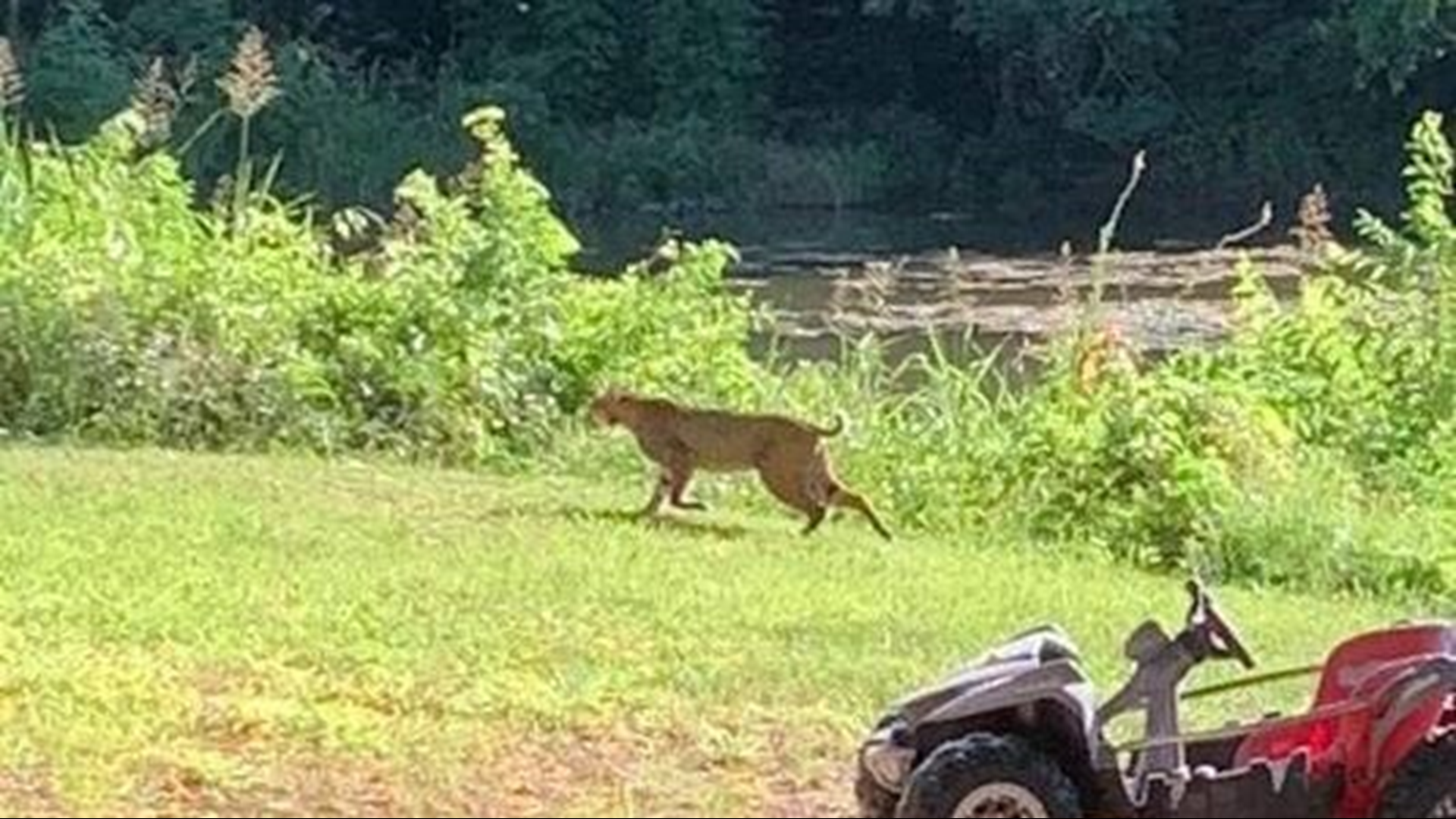 A Round Rock neighborhood is keeping an eye out for wild animals after a bobcat was seen roaming around their homes.