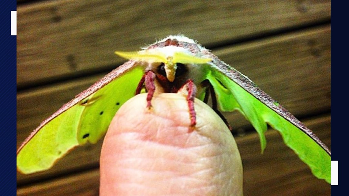 Luna moths seen in Central Texas What to know about these beautiful insects