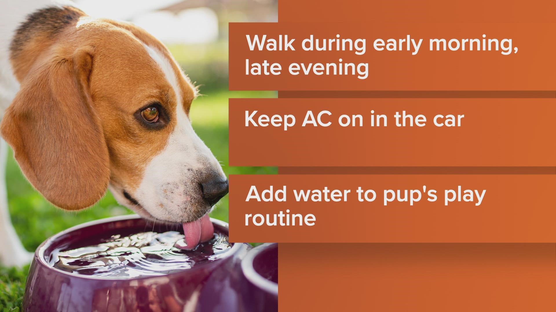As we continue to track hot temperatures, Austin Pets Alive! shared some tips for keeping your dogs safe this summer.