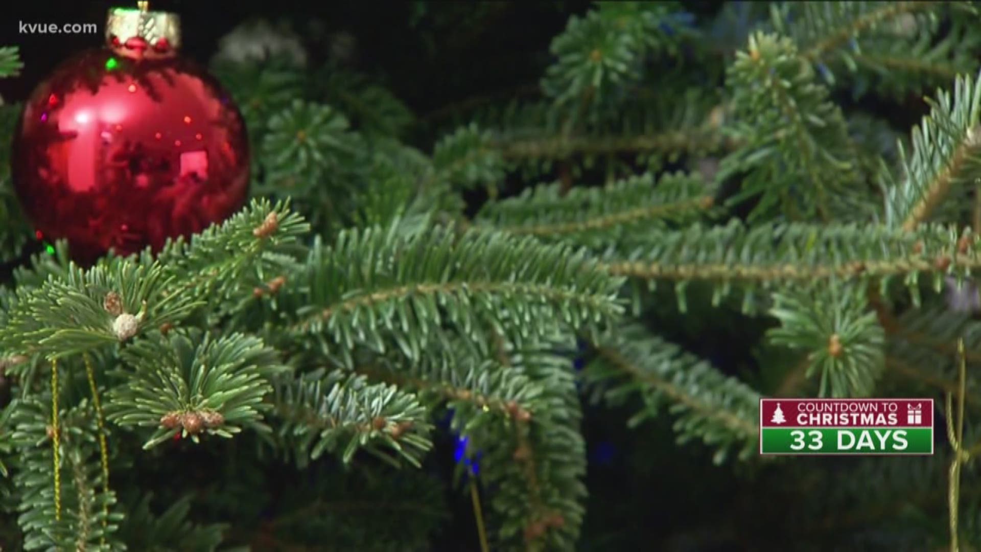 This holiday season, Texans are paying more than anyone else in the country for Christmas trees.