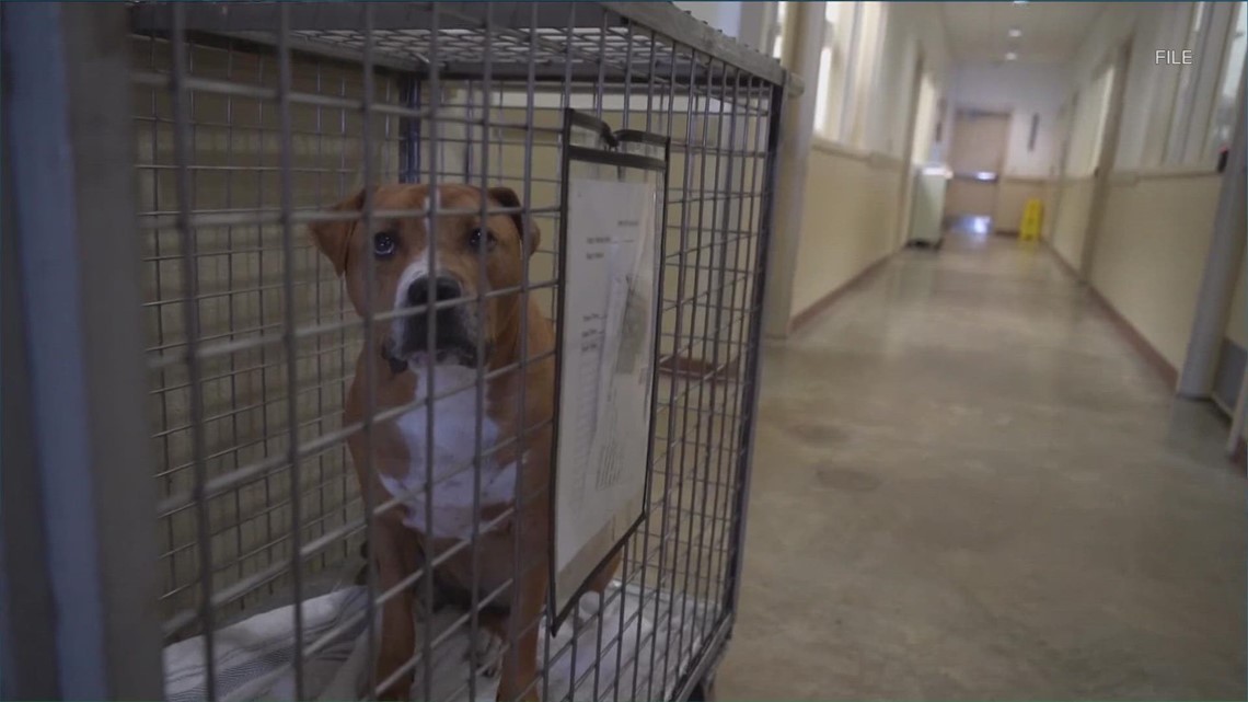 Austin Animal Center overcrowding improving