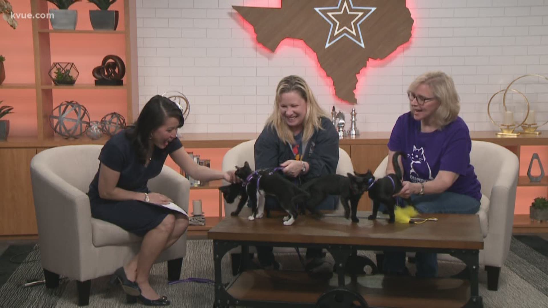 Joining us this morning is Lauralei Combs with Austin Animal Center and she's brought along Sebastian, Puddin, Pretty and Delilah today.