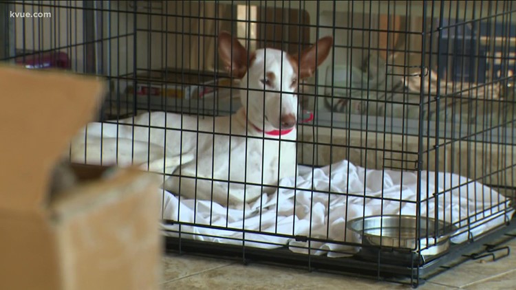 Williamson County Regional Animal Shelter experiencing a 'life-saving crisis'