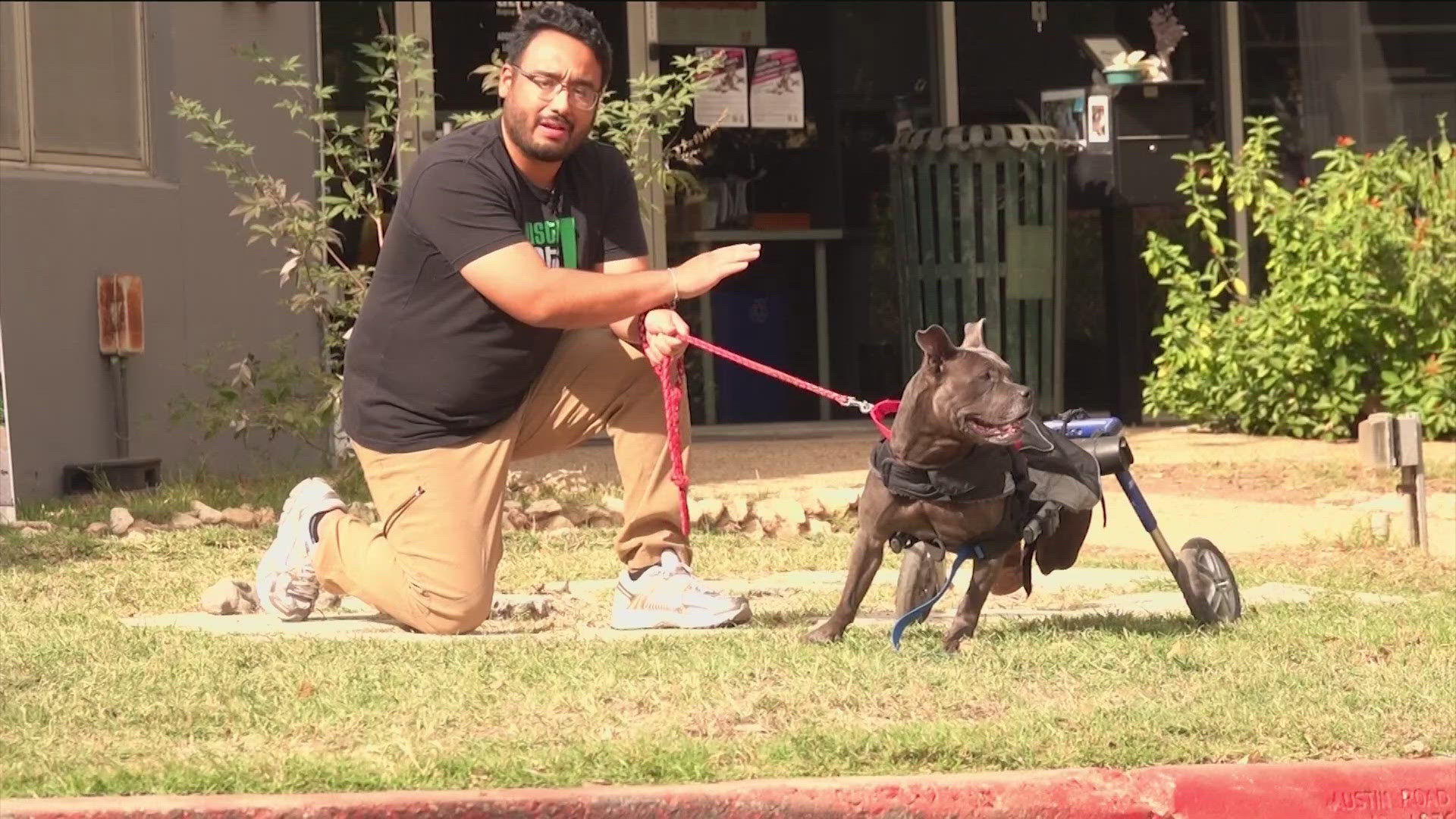 Rob Evans headed out to Austin Pets Alive!, where he met Streetcar Stella, who's getting used to her new wheels after being hit by a car.