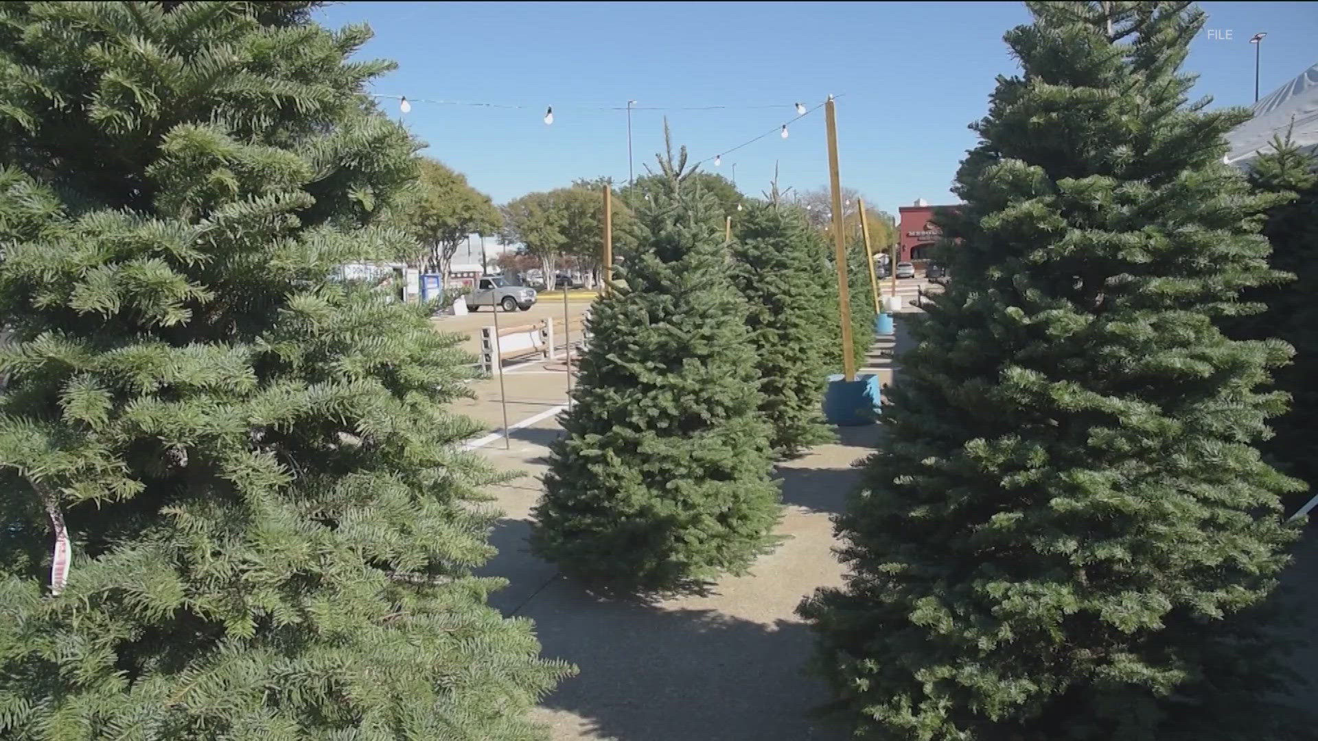 The Christmas tree industry is hoping for a holiday miracle because dry weather across the country is impacting supply.