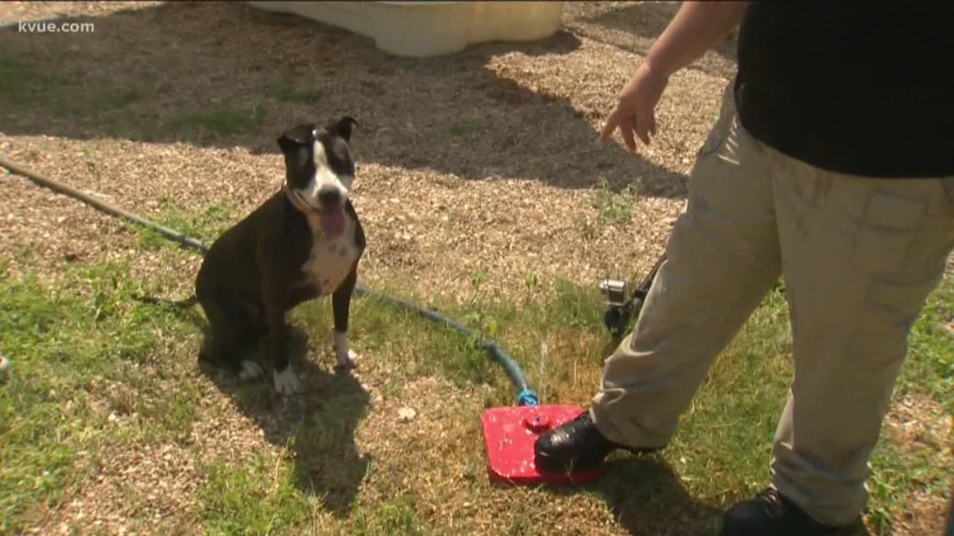 Pawcet drinking fountain outlet for dogs