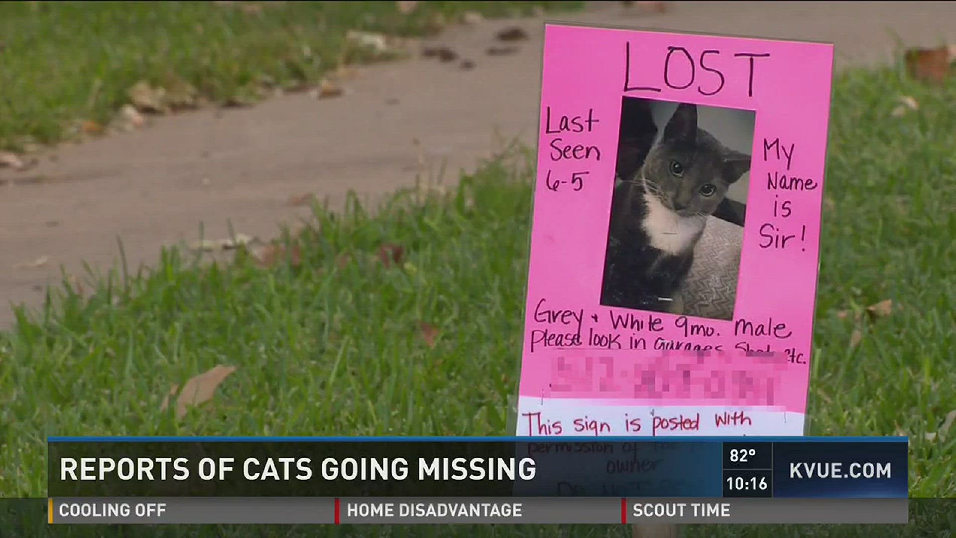 Missing cats in my hot sale area