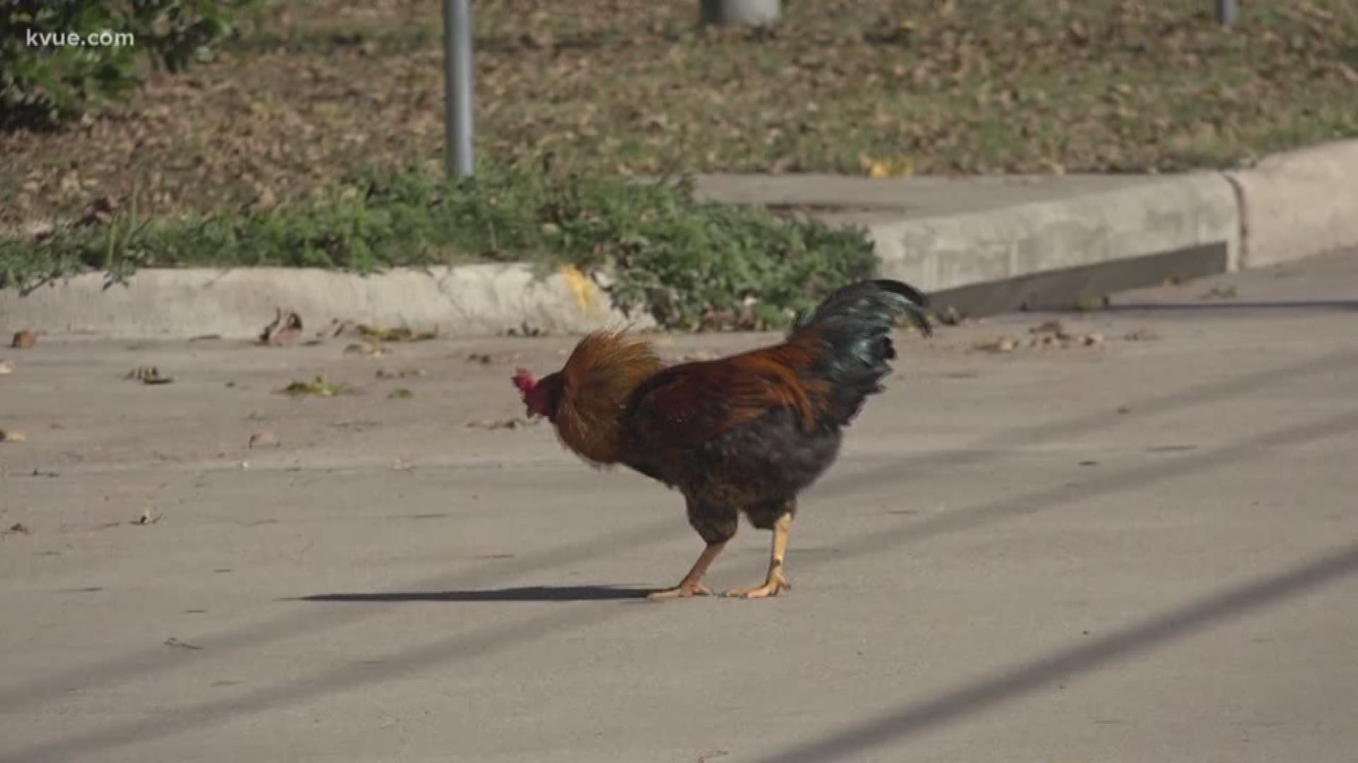 Feral chickens are taking over the town of Bastrop, causing a lot of problems for some neighbors. And since they're protected by the city, not much can be done -- at least not right now.