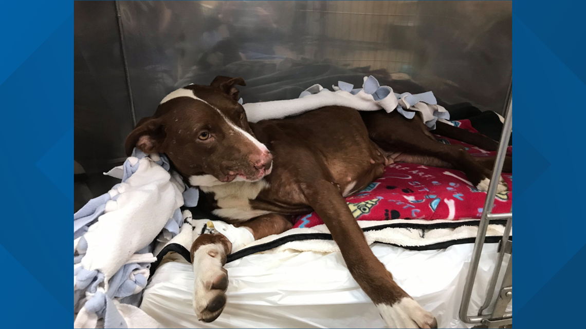 Dog thrown from vehicle recovering at foster home after two surgeries ...
