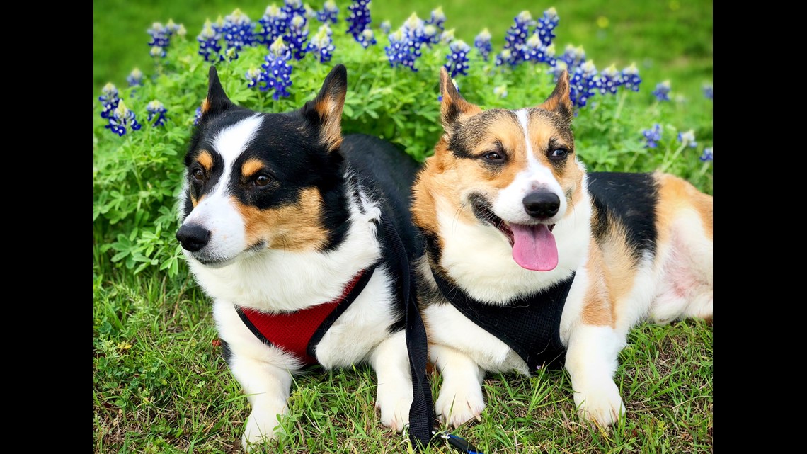 Here's a list of the best Central Texas spots for bluebonnet pictures ...