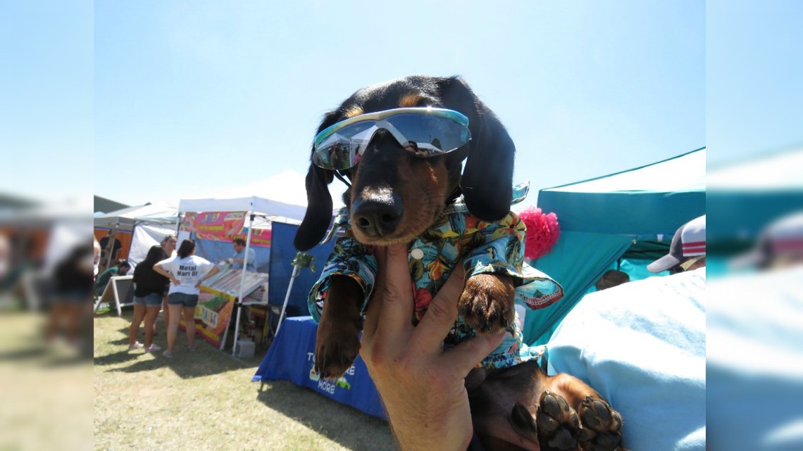 Little legs, wagging tails race into winner's circle at 2018 Weiner Dog