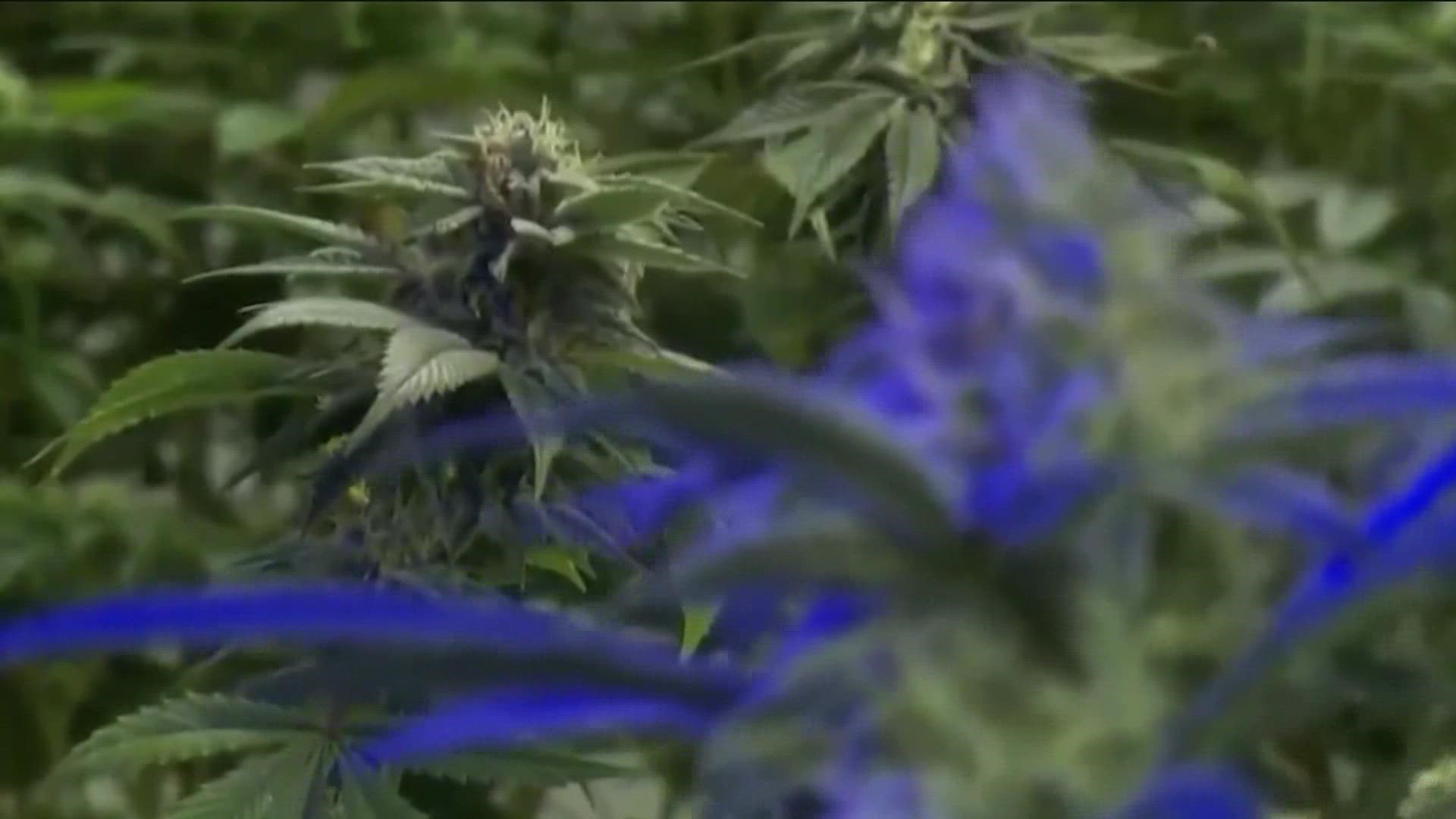 San Marcos and Elgin residents voted to decriminalize marijuana within city limits.
