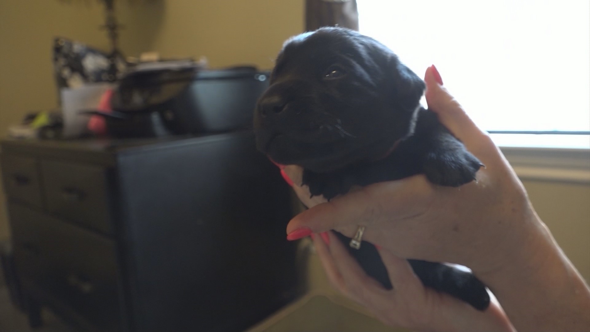 Hounds for heroes: Puppies training from birth to be service animals ...
