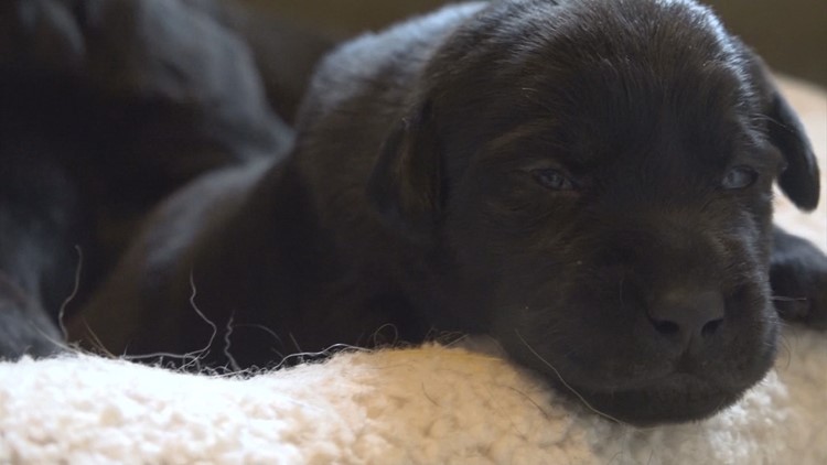 dog training georgetown