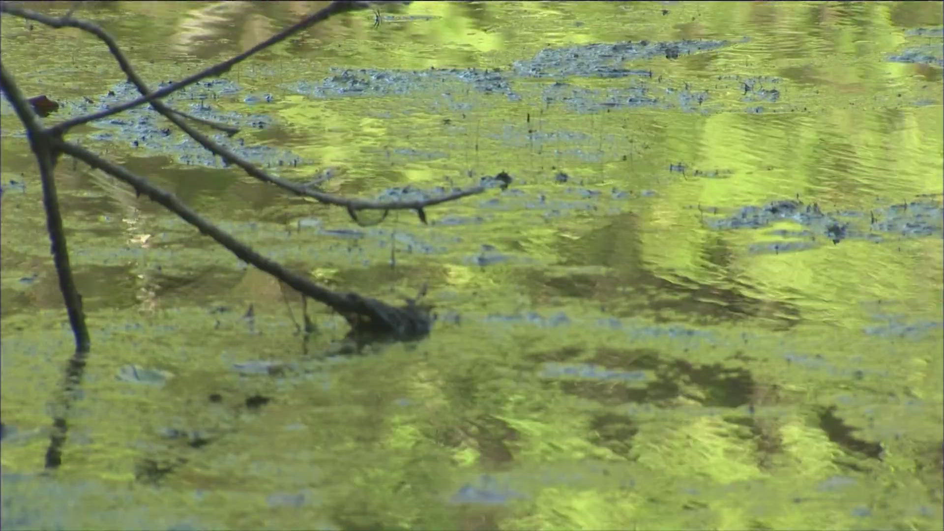 Crews were supposed to treat Lady Bird Lake for harmful algae on Monday, but they had to postpone due to weather concerns.