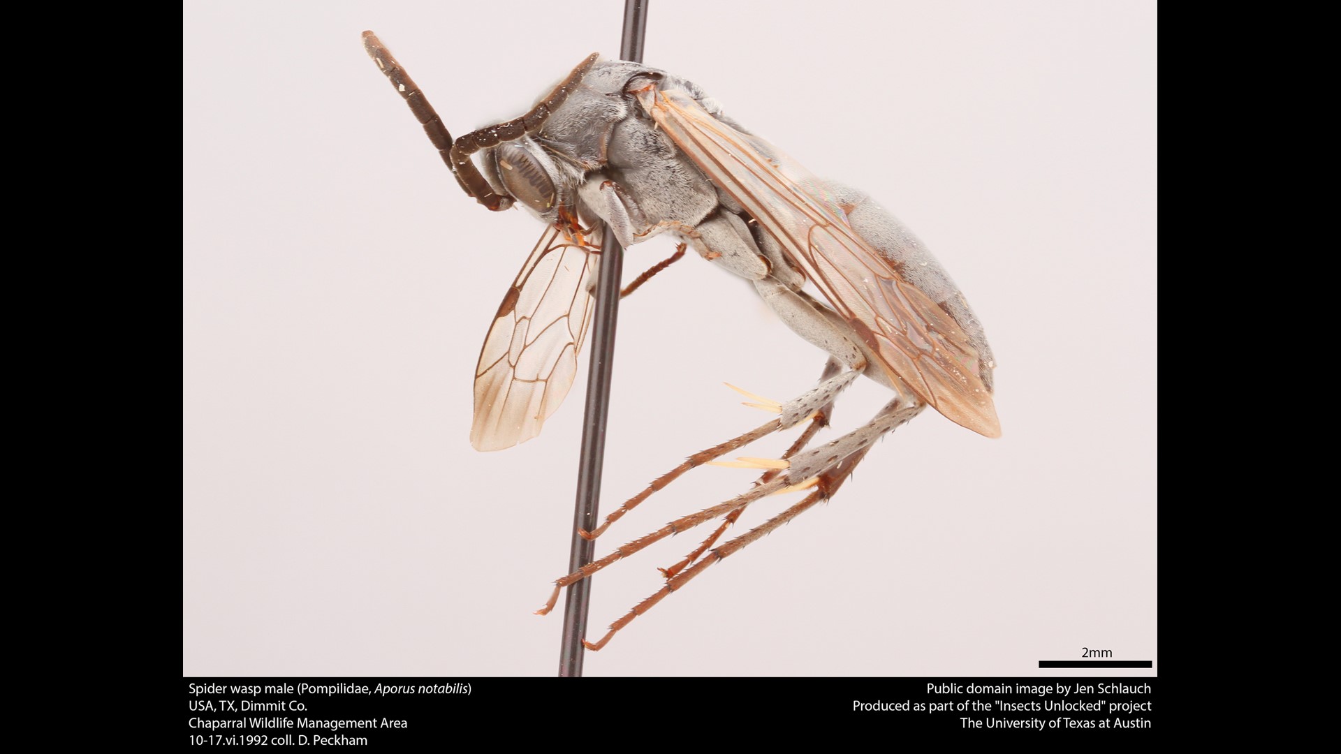 Prserved Insects University of Texas stores 2 million preserved bugs in entomology ...