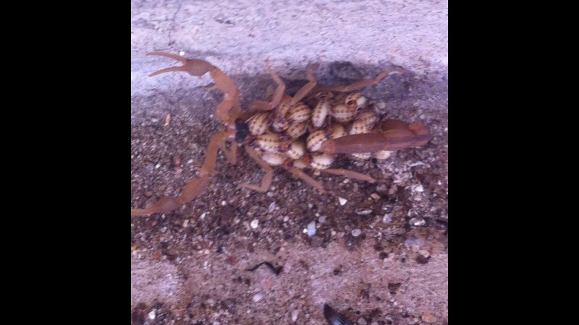 PHOTOS Several scorpions with babies on their back found in Austin