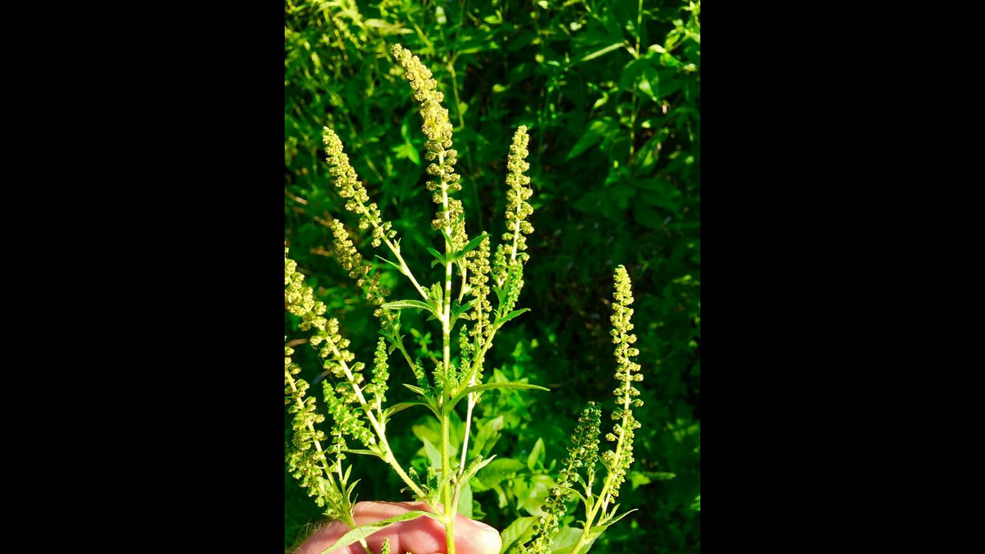 Ragweed season is here