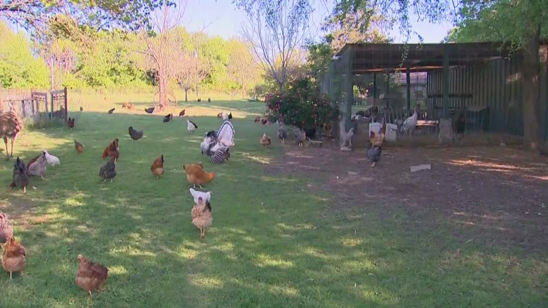Backyard chickens linked to salmonella