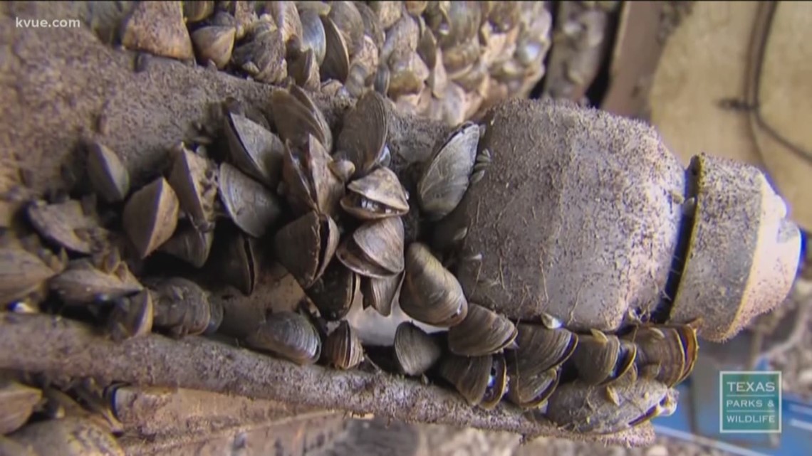 'Clean, drain and dry.' Zebra mussels still a problem for Central Texas