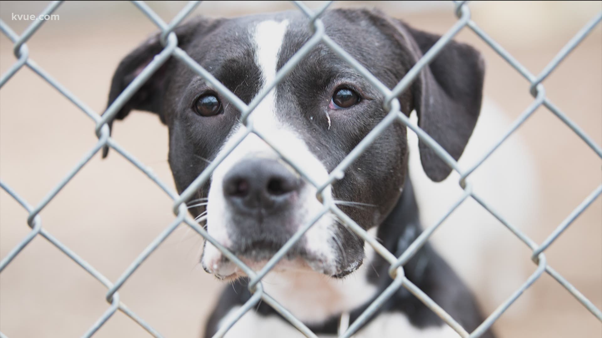 Waiving Adoption Fees at the ASPCA's Adoption Center