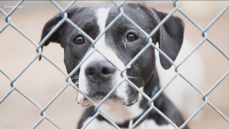 Austin Animal Center asks for emergency short-term fosters as heatwave hits