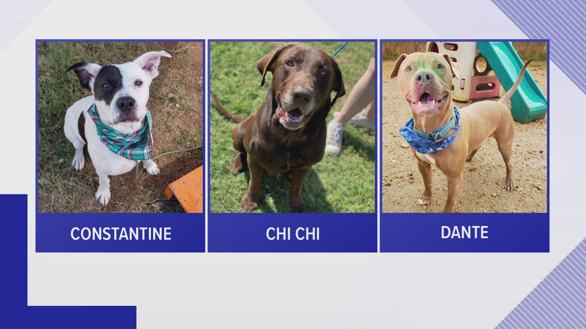 The shelter is still looking for temporary homes for about 10 dogs.