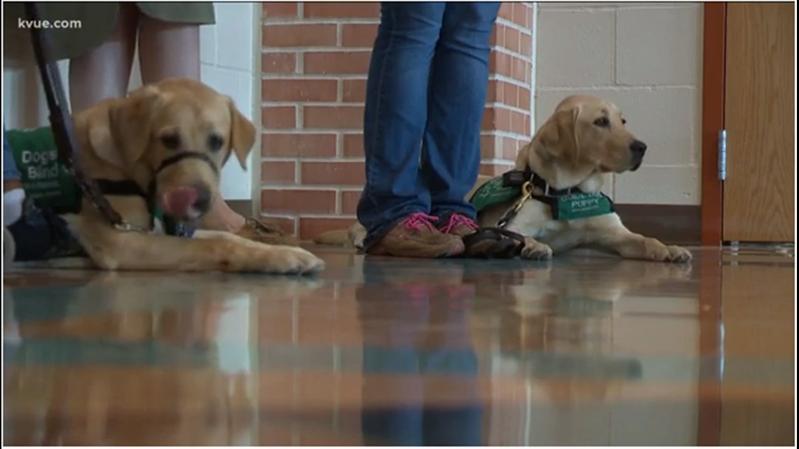 what side do guide dogs walk on