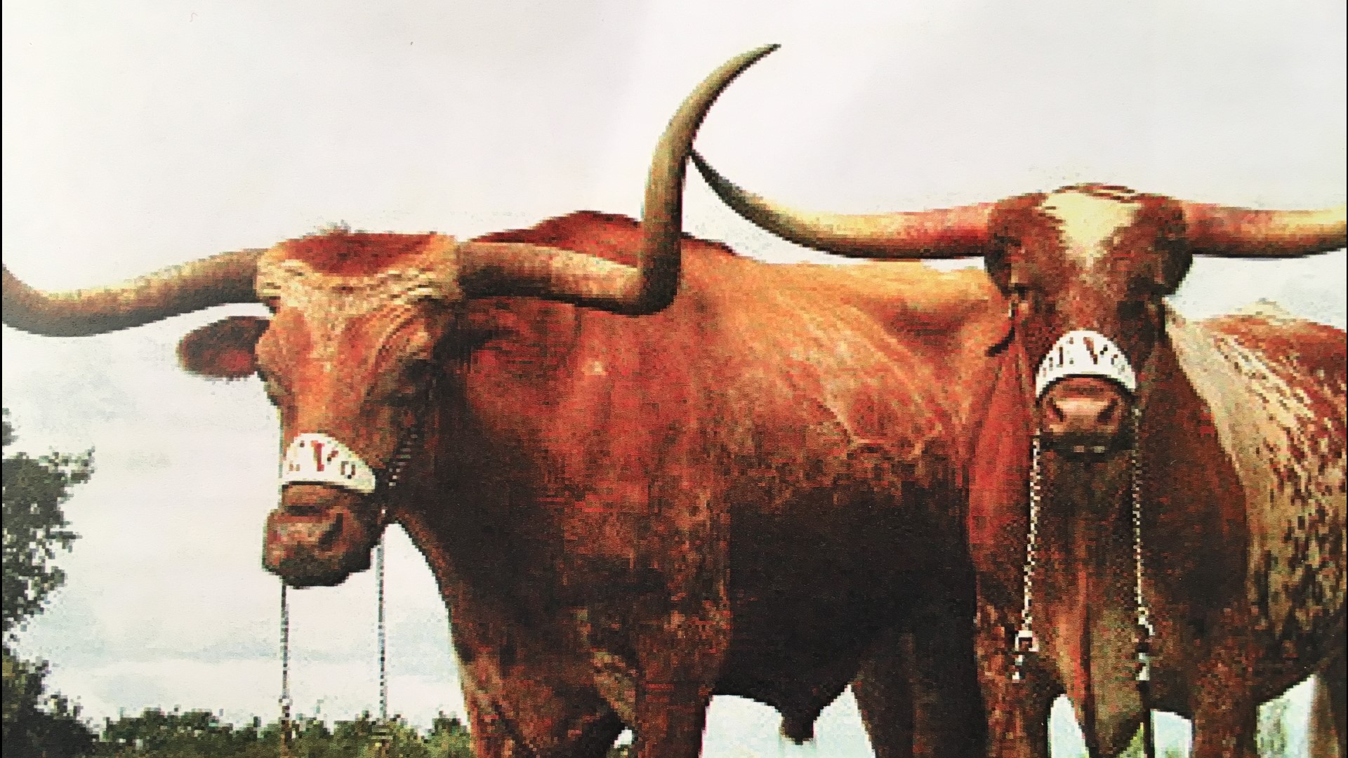 How Texas Mascot Bevo Got Its Name