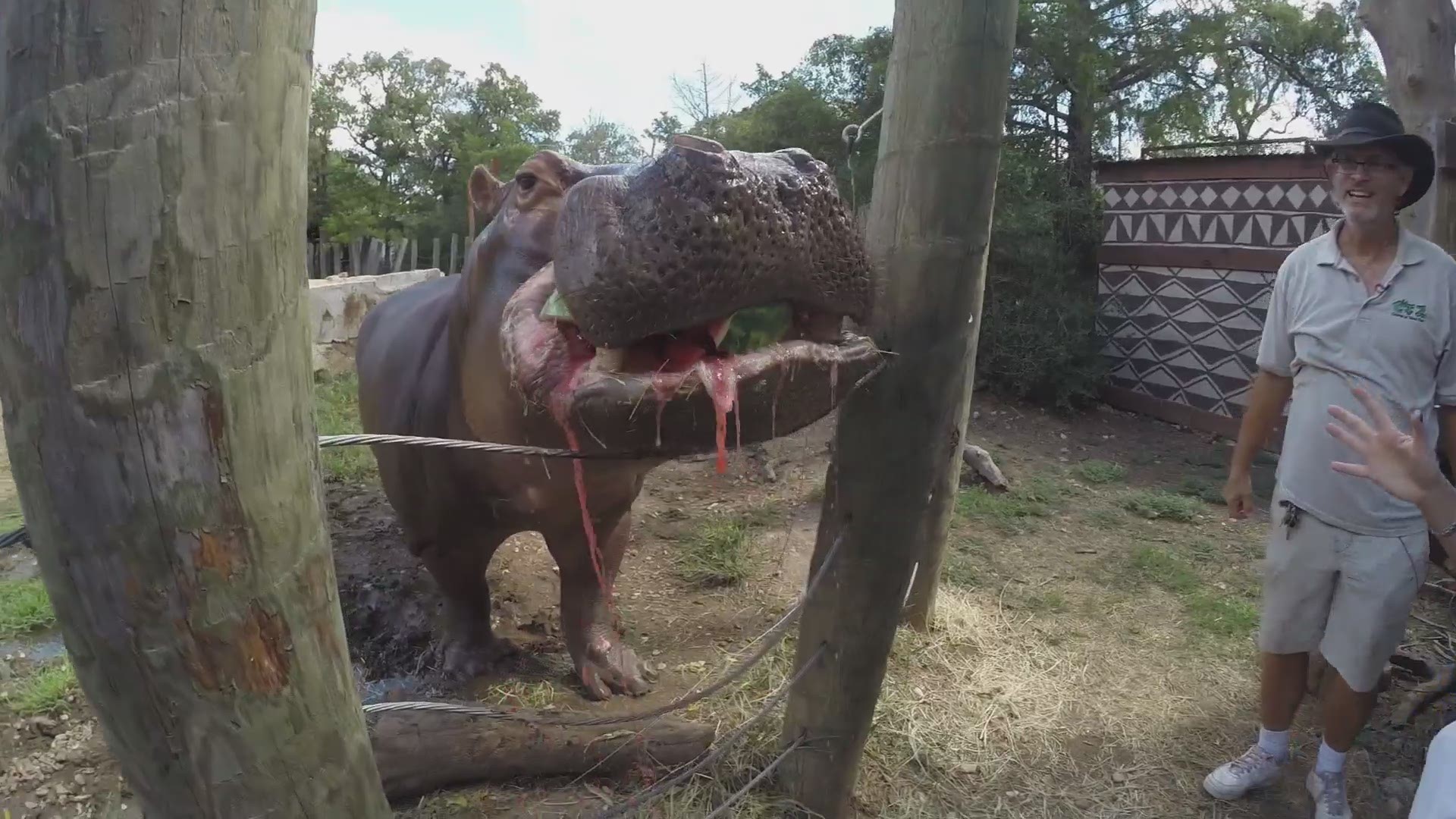 KVUE's Jenni Lee feeds tank the Hippo in Bastrop.