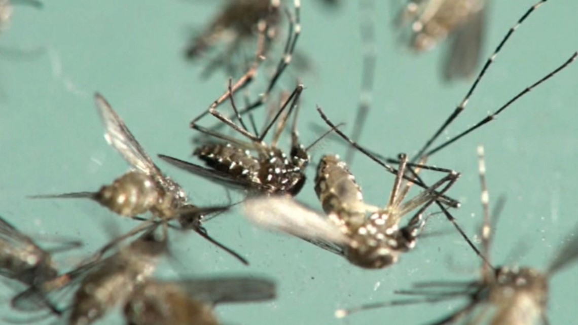 'They are very hearty' | Texas mosquitoes can hibernate and survive the ...