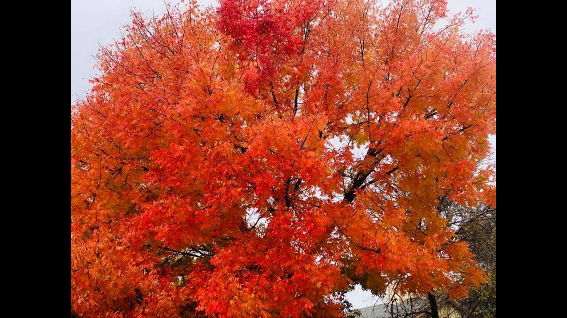Here's why the fall foliage seems a little brighter this year in Austin ...