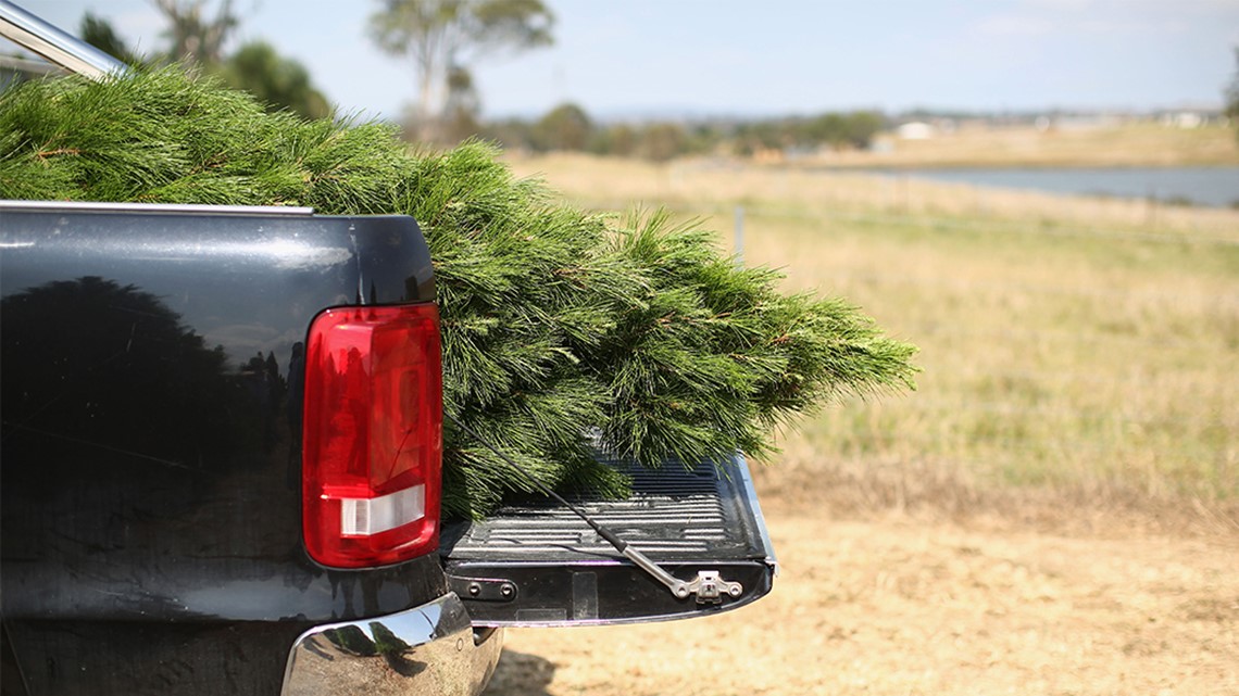 Where to find live Christmas tree farms and lots in the Austin area