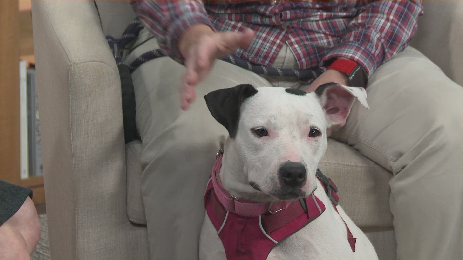 Leslie Hutson with the PAWS Shelter of Central Texas brought Ruby in to meet the KVUE Midday crew.