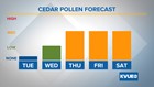 Windy weather could spike cedar pollen later this week