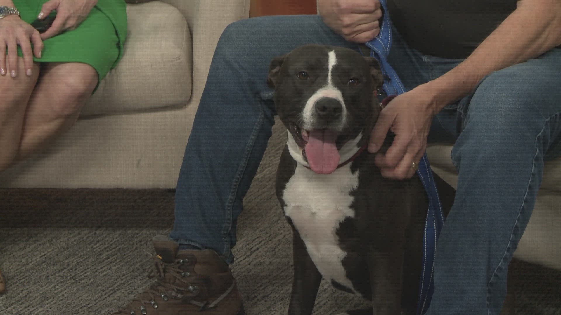 Steve Garcia with Austin Pets Alive! introduces us to Cleo, a snuggly, wiggly, loving girl looking for a forever home.