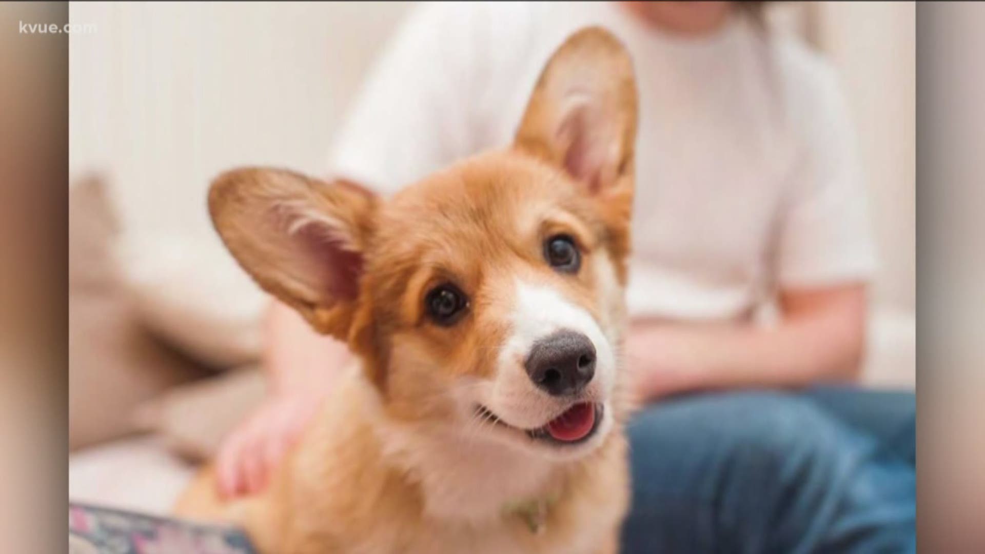 A certain breed of dog has become so pup-ular in the Austin area that there's a meet-up this week just for corgi owners.