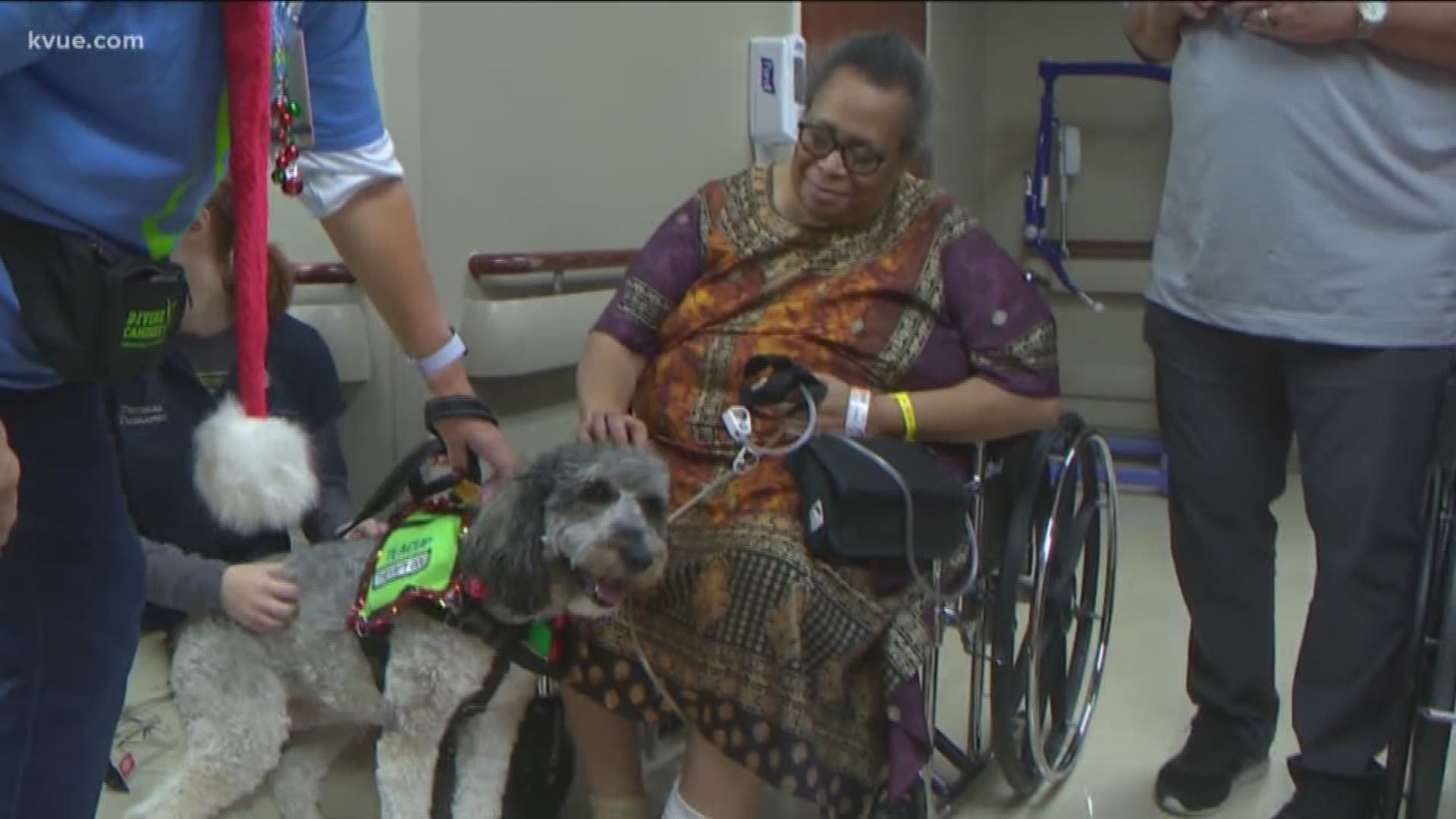 Therapy dogs dressed in Christmas gear paraded around the halls of the St. David's Rehabilitation Hospital in Austin.