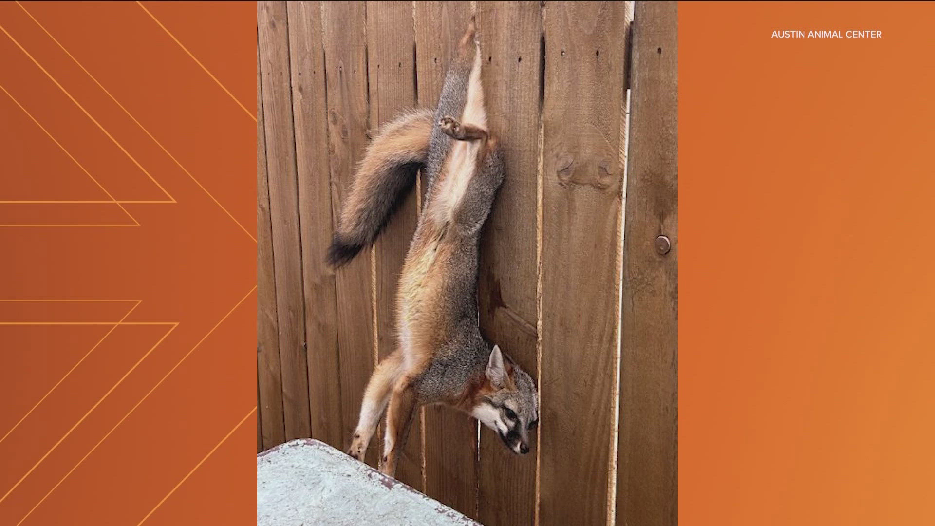 Members of the Austin Animal Protection helped the fox return back home.