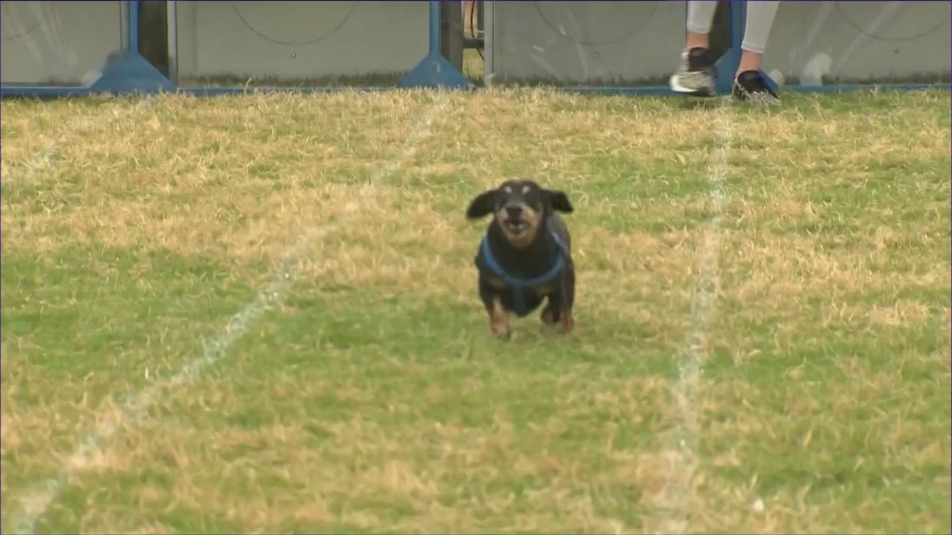 The 26th annual Wiener Dog Races is a fundraiser for the Buda Lion's Club. The event had barbecue cookoffs, live music, arts and crafts and games for kids.
