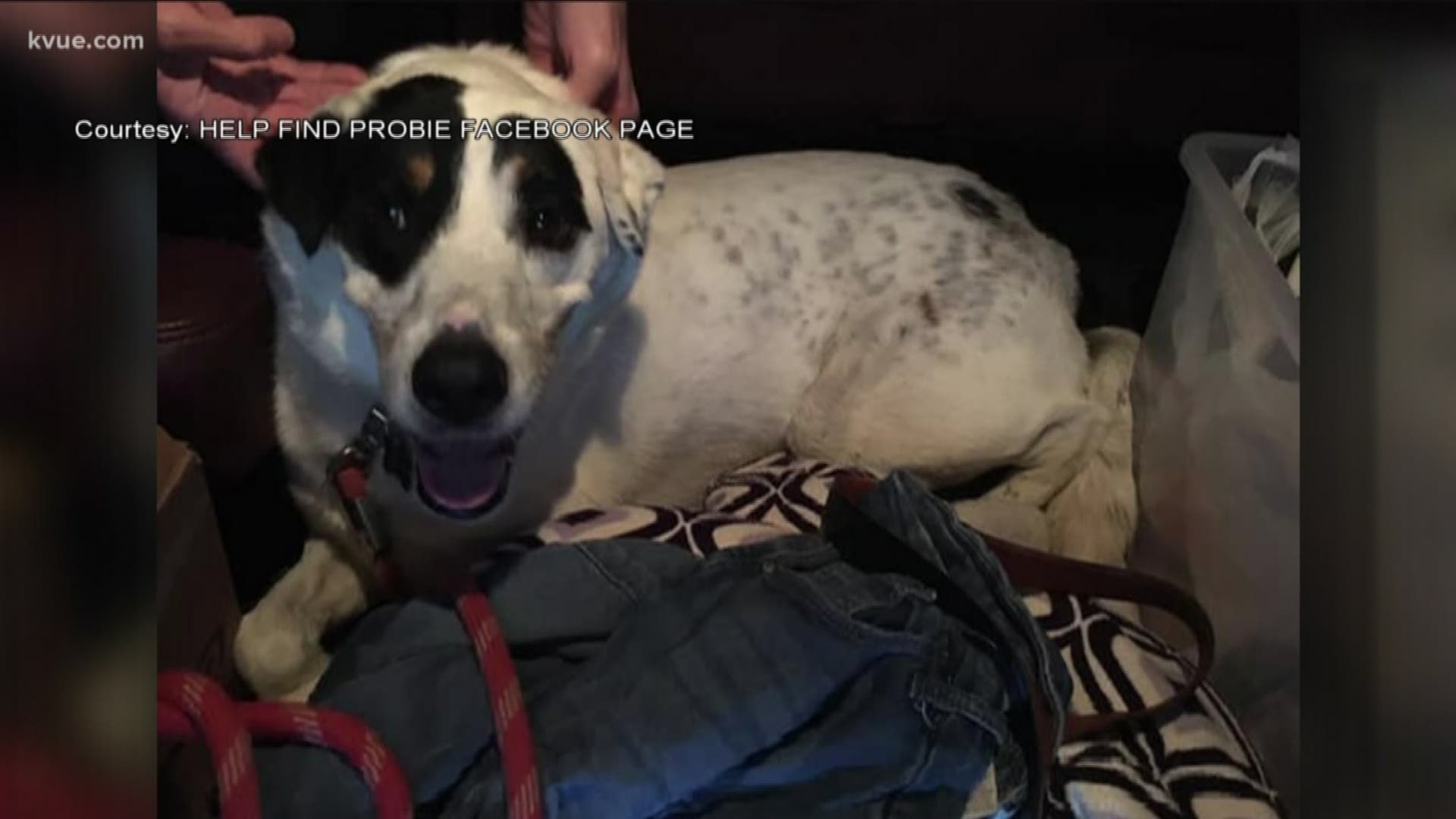 Probie the dog is heading back to his family after a deadly crash in Liberty Hill.