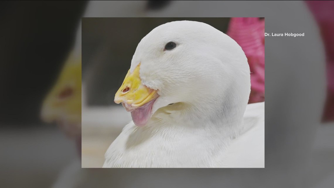 How Texas students and an Austin wildlife center saved a duck with a 3D printed bill