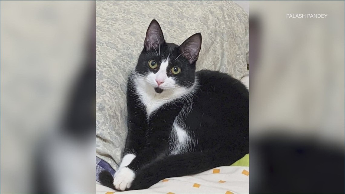 Austin man begs for help to find cat, claims Lyft driver took off - Vimarsana News