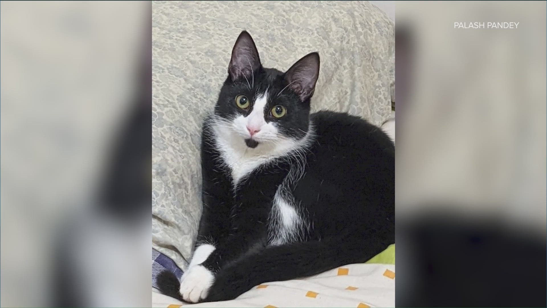 The owner of the cat said his Lyft driver drove off before he could get his cat out of the car. Now, the cat has gone missing.