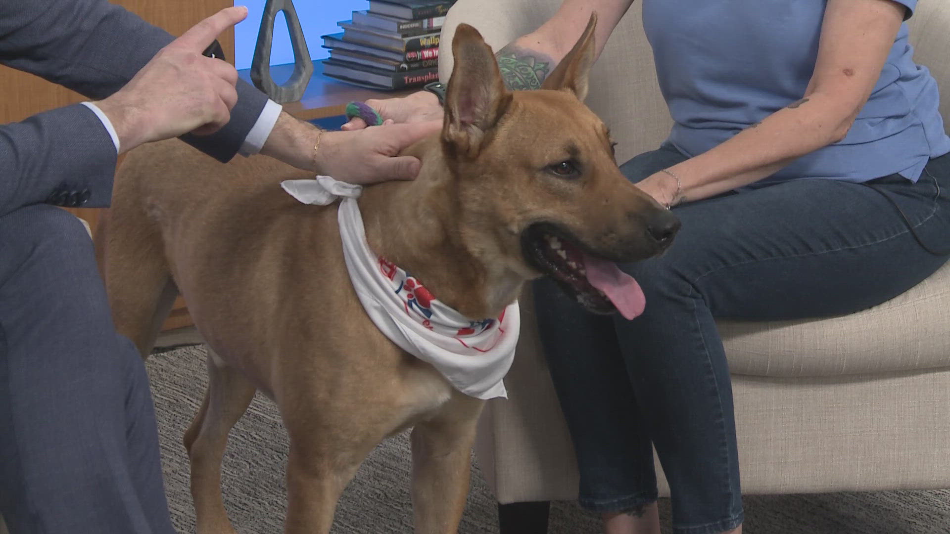 For this Pet of the Week segment, April Peiffer with the the Williamson County Regional Animal Shelter introduces us to Mochi.