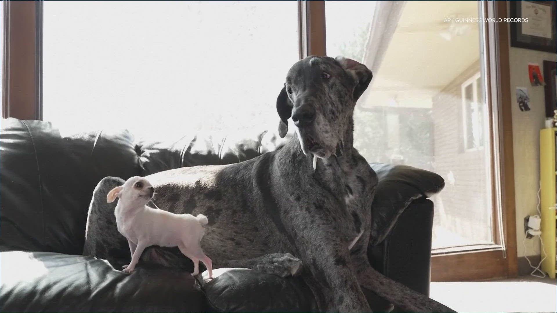 The record-breaking Great Dane and chihuahua recently met for a playdate in Idaho. 