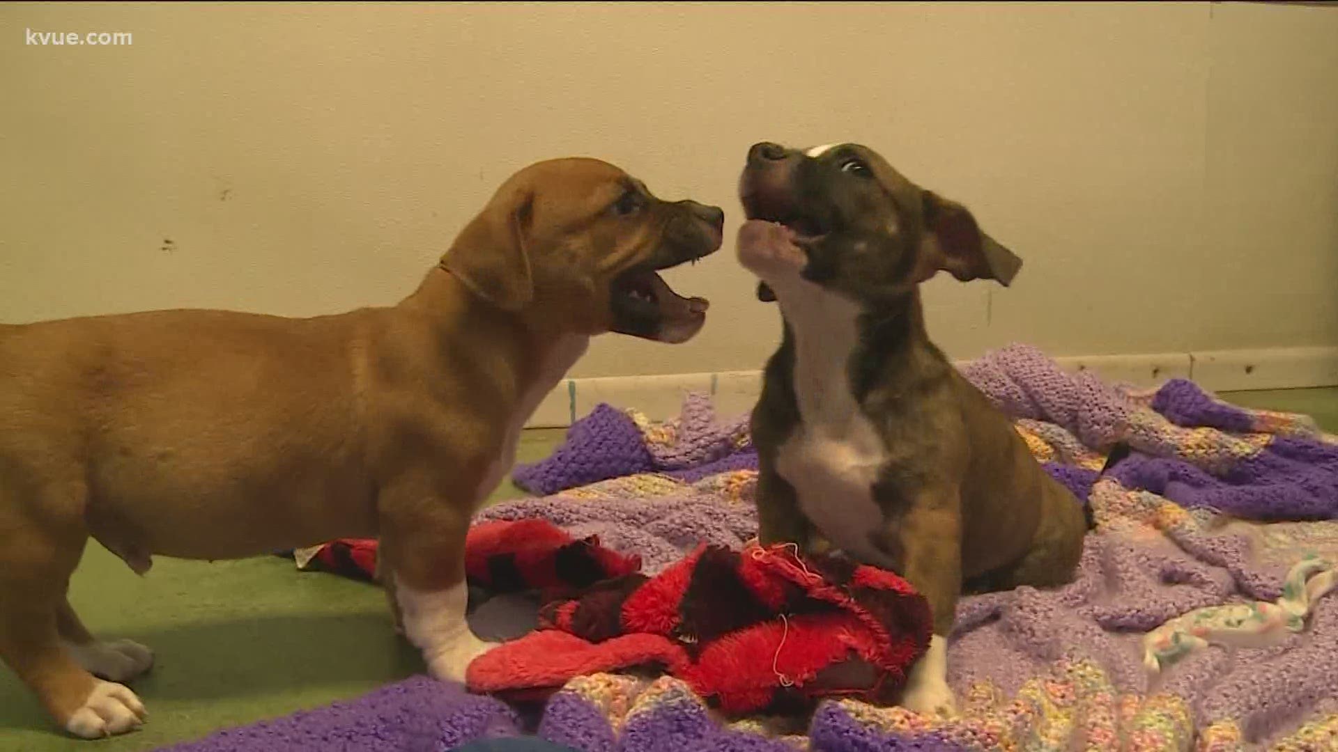 Meet these adorable pups: Crunch, Crash and Coco!