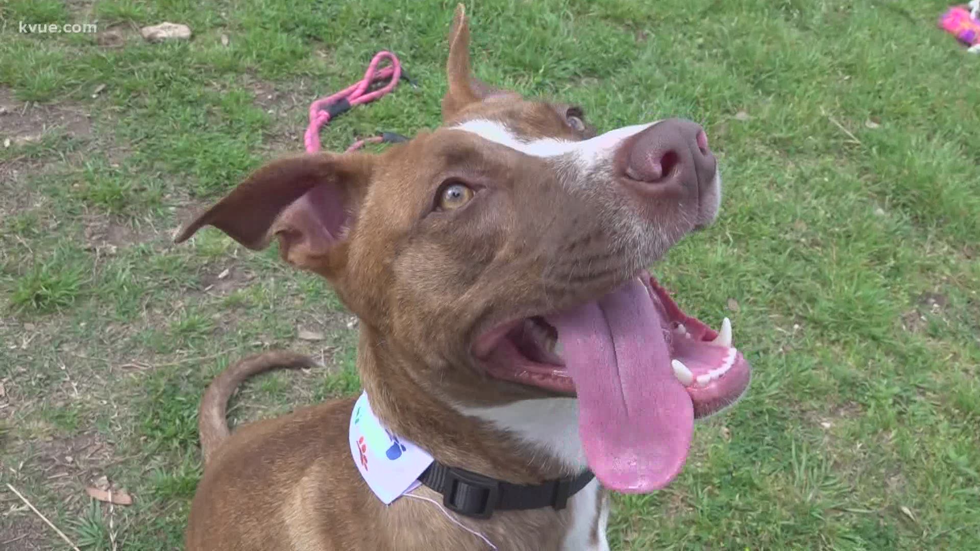 Mercy is almost two years old, gets along well with other dogs and loves kids. She would be the perfect addition to any family!