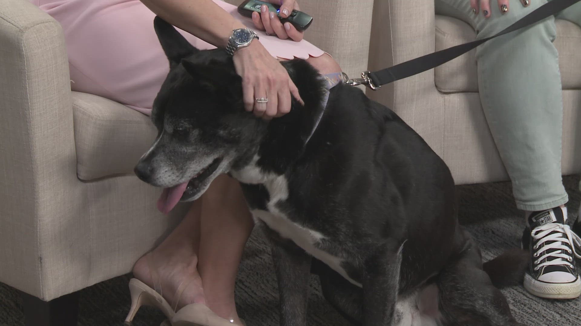 Every Friday on KVUE Midday, we introduce you to a new dog or cat in need of a fur-ever home.