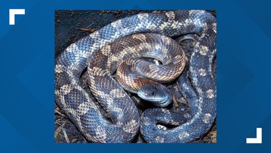 More snakes in the Austin area or just more shocked newcomers? | kvue.com